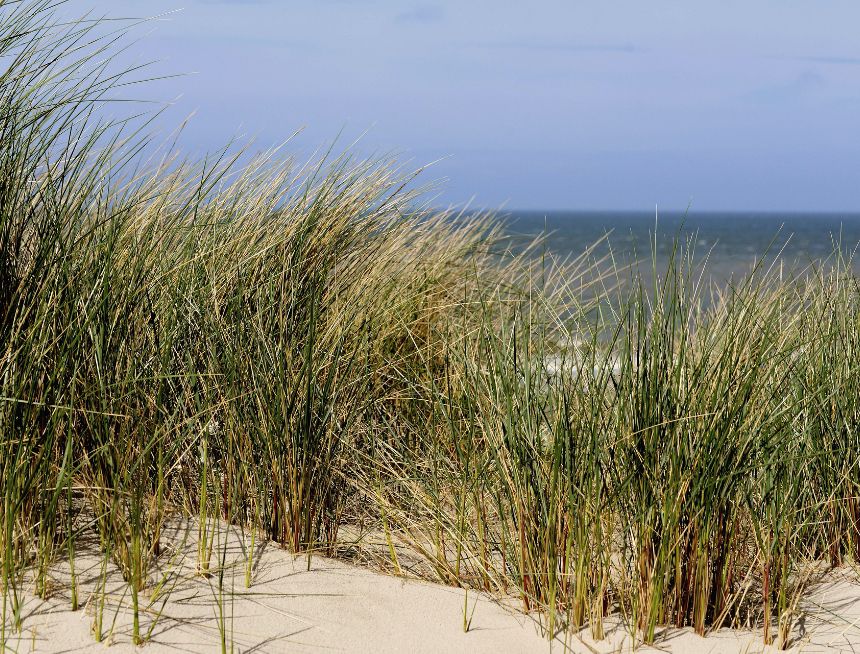 Close-up van duingras op het Texelse strand